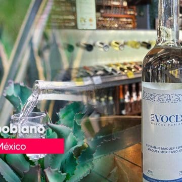 Programa “Impulso al Agave Mezcalero Poblano” tiene una inversión de más de 900 mdp