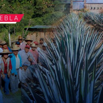 Conformación de cooperativas en municipios mezcaleros de Puebla impulsará producción