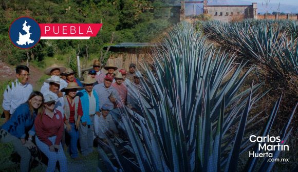 Conformación de cooperativas en municipios mezcaleros de Puebla impulsará producción