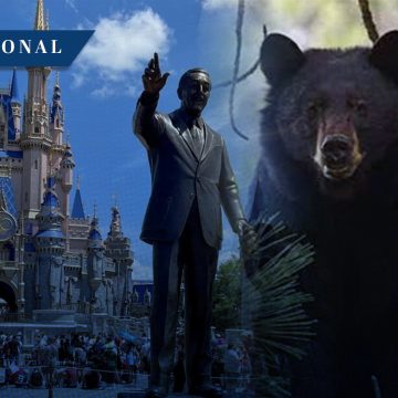 Avistamiento de oso negro genera cierre temporal de Walt Disney World