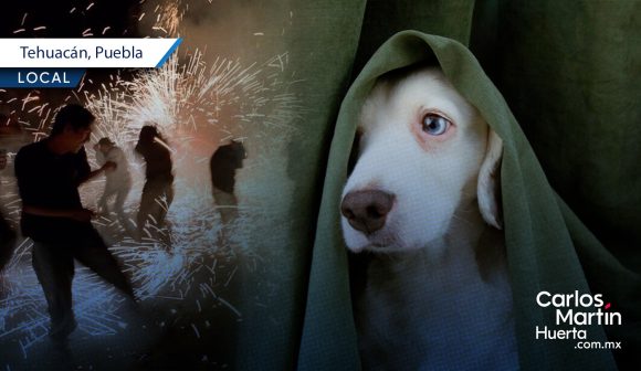 Prohiben pirotecnia en Tehuacán para proteger a los animales; promueven amparo para fiestas patrias