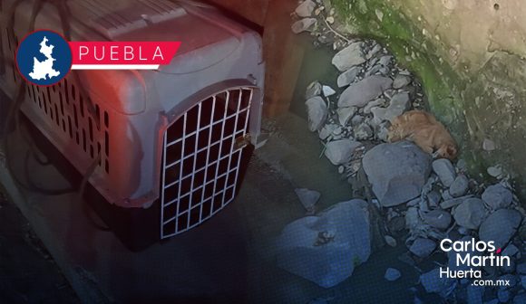 Rescatan a perrito de barranca en Las Haras tras estar atrapado y herido durante días