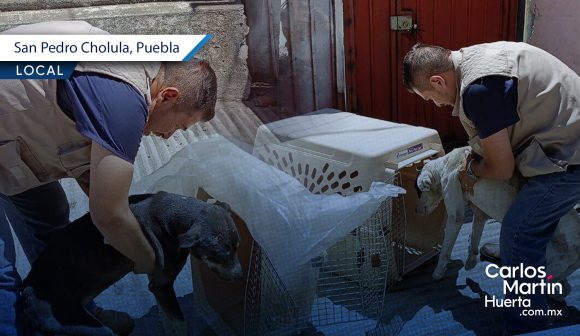 Rescatan a dos perritos en Cholula que estaban en condiciones de abandono