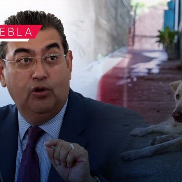 Gobierno de Puebla promoverá ley para instalación de Centros de Bienestar Animal  