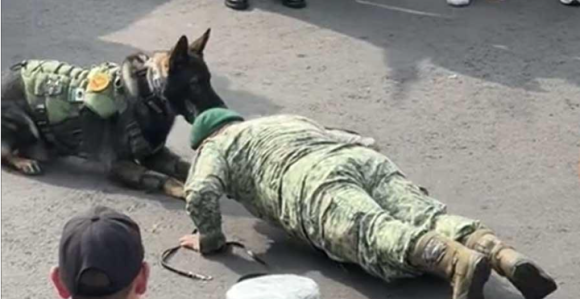 Perrito del Ejército mexicano muestra cómo se prepara para estar en forma; hace lagartijas con militar