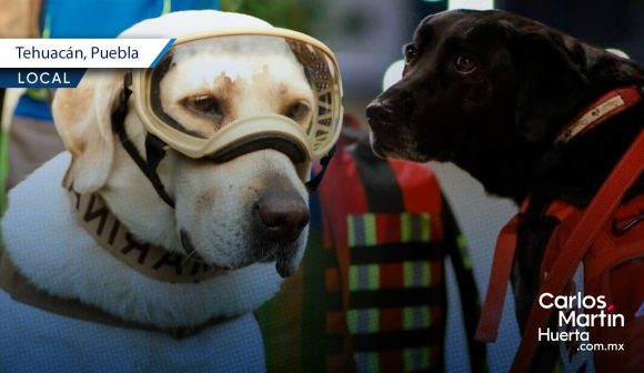 Tehuacán tendrá perros rescatistas; ya llegó el primero