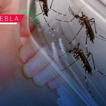 Puebla acumula mil 359 casos de dengue