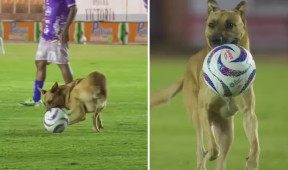 Perrito se adueña del balón y oles en partido de Dorados contra Alebrijes