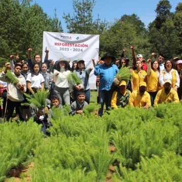 Destina gobierno estatal un millón 600 mil árboles para Sierra Norte