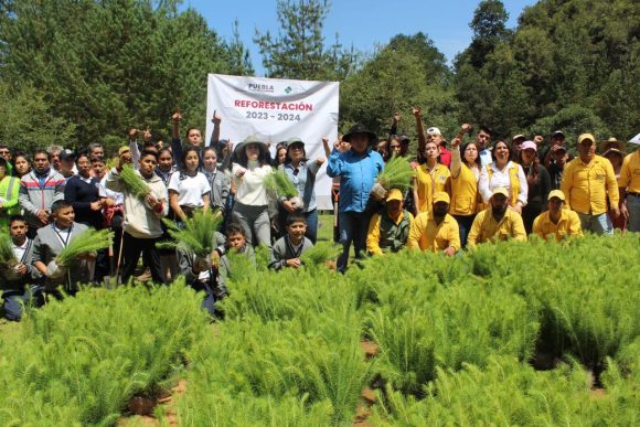 Destina gobierno estatal un millón 600 mil árboles para Sierra Norte