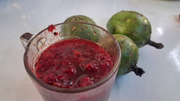 Hasta en 700 pesos se cotiza un bote de Pitaya en la mixteca poblana