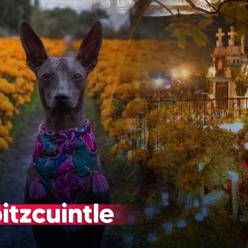 El Xoloitzcuintle y su relación con el Día de Muertos