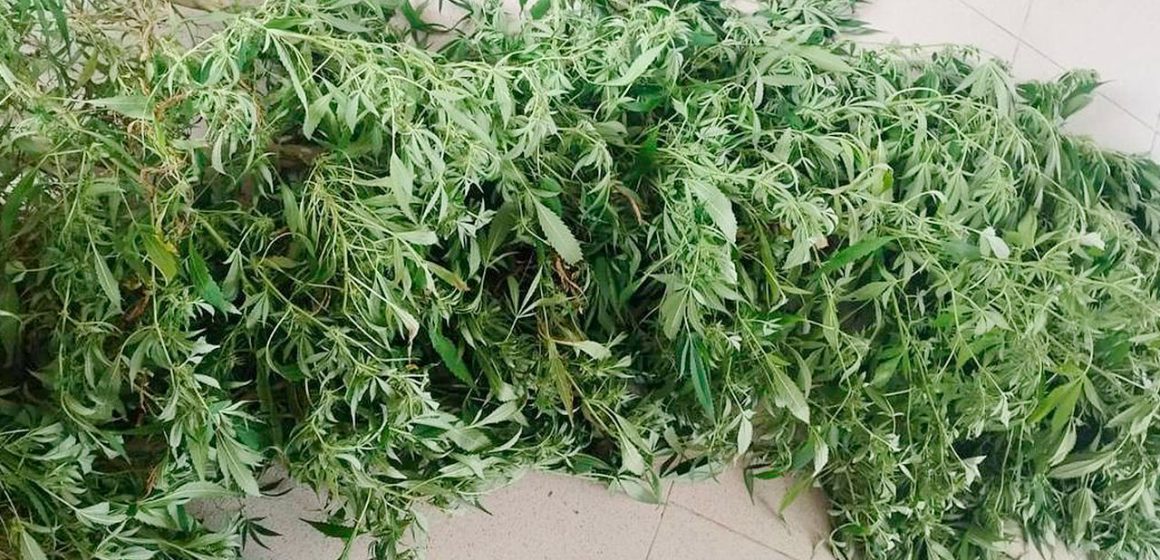 En Xochitlán, Policía Estatal asegura una planta de marihuana