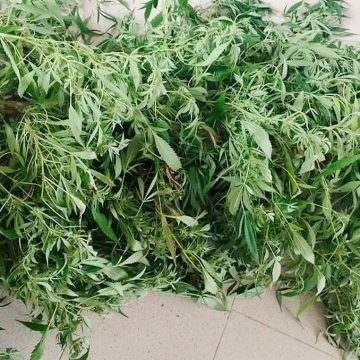 En Xochitlán, Policía Estatal asegura una planta de marihuana