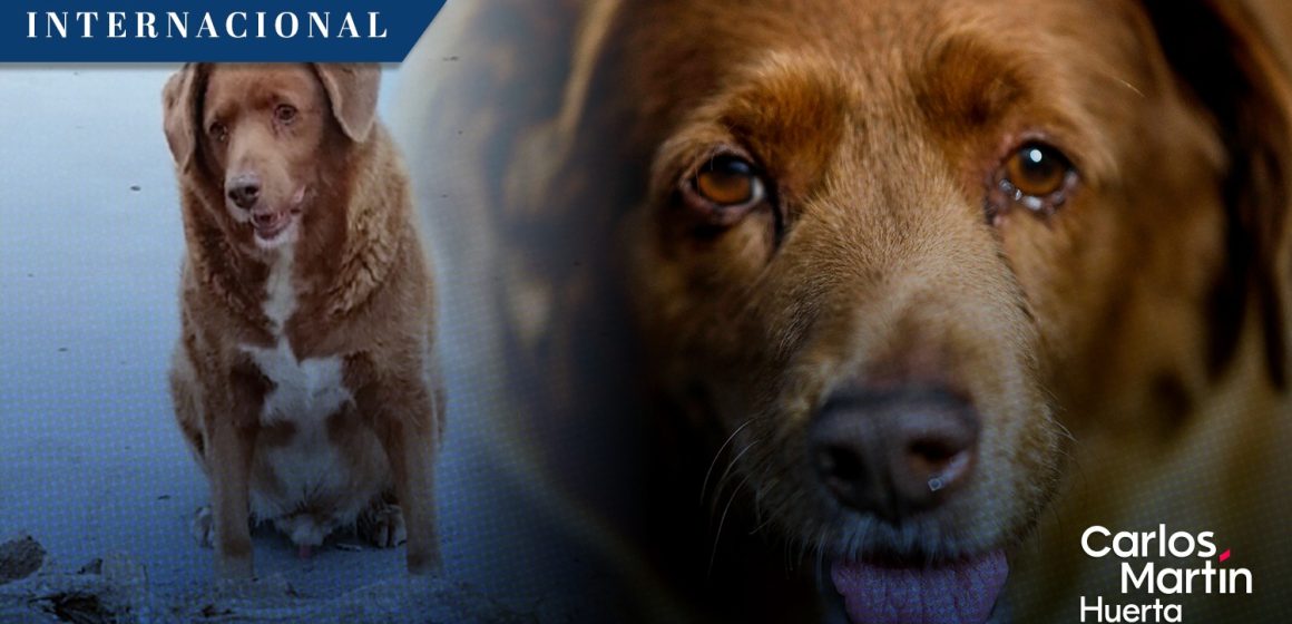 Murió Bobi, el perro más longevo del mundo