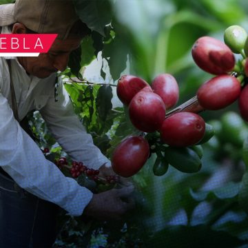 Desarrollo Rural evaluará parcelas para detonar la cadena de café