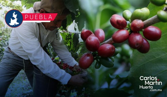 Desarrollo Rural evaluará parcelas para detonar la cadena de café