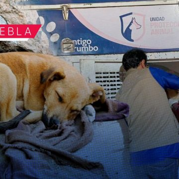 Incrementan denuncias por maltrato animal en Puebla