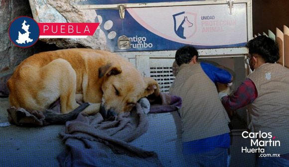 Incrementan denuncias por maltrato animal en Puebla