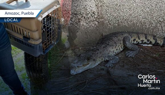Encuentran tremendo cocodrilo en preescolar de Chachapa, Amozoc
