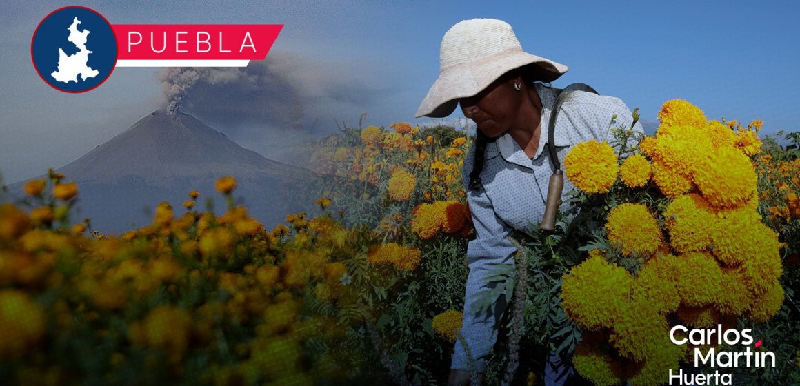 Producción de flor de cempasúchil se concentra en 45 municipios de Puebla  