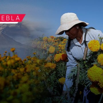 Producción de flor de cempasúchil se concentra en 45 municipios de Puebla  