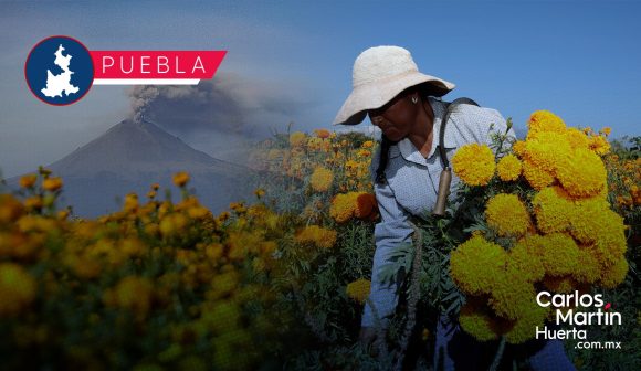 Flor de cempasúchil Producción de flor de cempasúchil se concentra en 45 municipios de Puebla