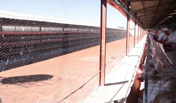 Reportan primer caso de influenza aviar AH5 de alta patogenicidad en Sonora