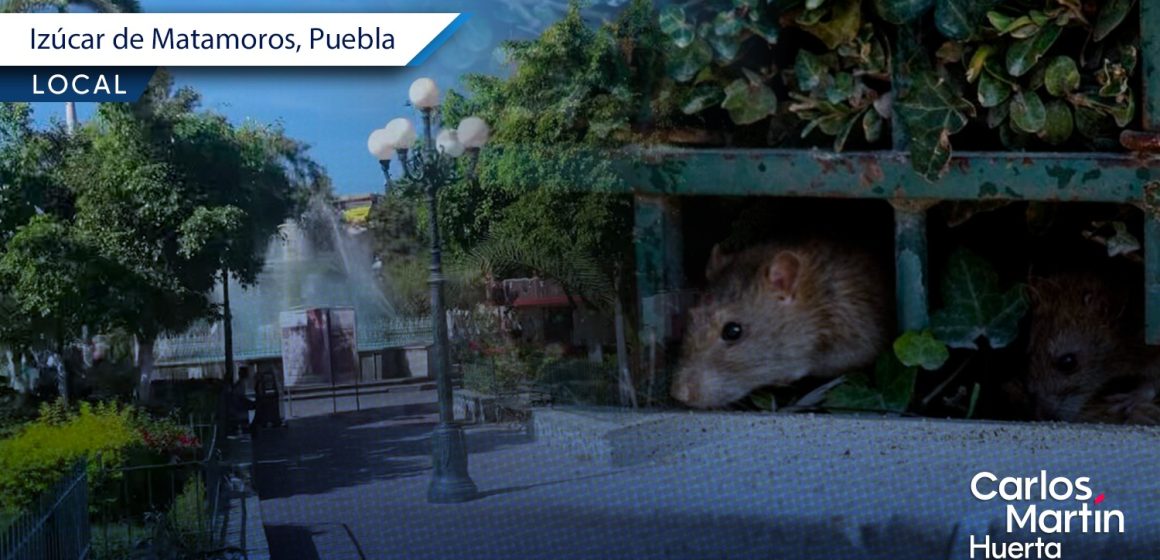 (VIDEO) Reportan plaga de ratas en el zócalo de Izúcar de Matamoros
