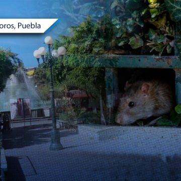 (VIDEO) Reportan plaga de ratas en el zócalo de Izúcar de Matamoros