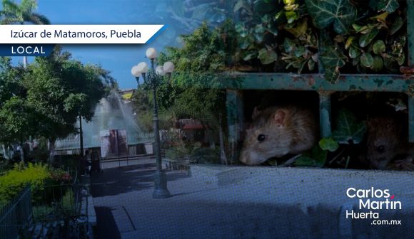 (VIDEO) Reportan plaga de ratas en el zócalo de Izúcar de Matamoros
