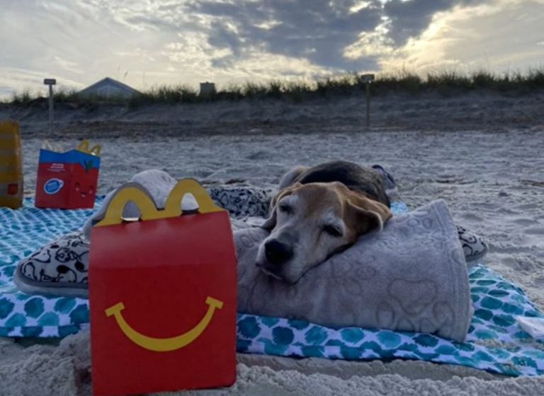 (VIDEO) Despiden a perrito junto al mar y con su comida favorita