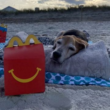 (VIDEO) Despiden a perrito junto al mar y con su comida favorita
