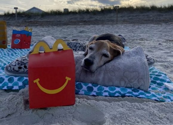 (VIDEO) Despiden a perrito junto al mar y con su comida favorita