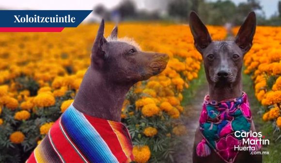 El Xoloitzcuintle amor incondicional hasta después de la muerte