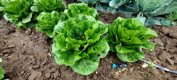 b81a30b8-3150-45fe-a1be-08930caa46bb Los Reyes de Juárez entre los grandes exportadores de brócoli