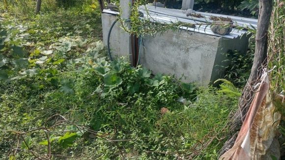 df274a5c-2a51-4479-9af0-985ed1c21c40 Perro le lleva un macabro regalo a su dueña en Huaquechula