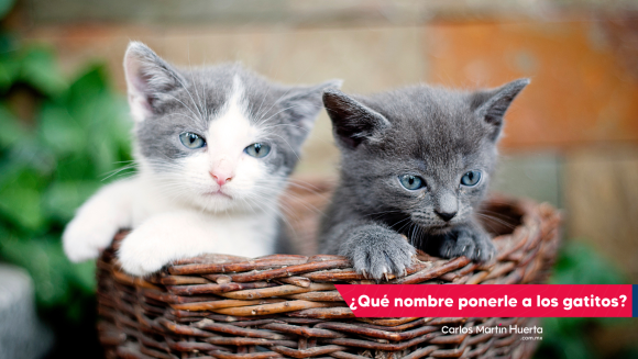 ¿No sabes que nombre ponerle a tu gatito?