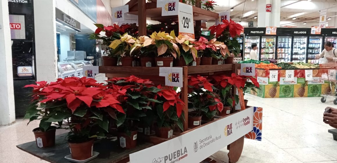 Flor de nochebuena de Atlixco se venderá en tiendas de autoservicio de Puebla, Tlaxcala y Veracruz