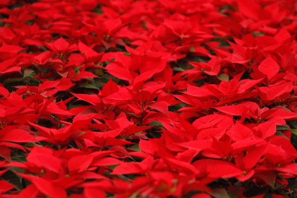 Promueve gobierno de Puebla la venta de flor de nochebuena