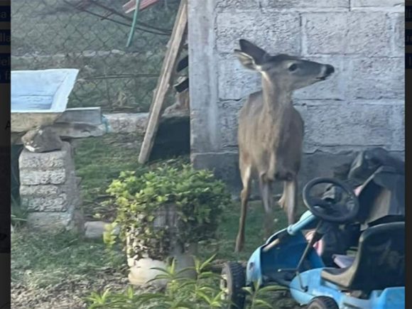 Hallan a venado en calles de Tulancingo, Hidalgo