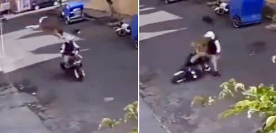 Se lanza perrito de una azotea y derriba a un motociclista