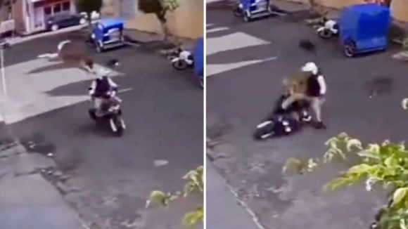 Se lanza perrito de una azotea y derriba a un motociclista