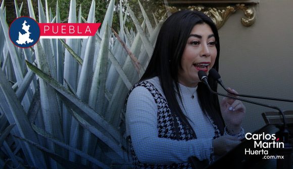 Agave - propuesta - Nora Merino Proponen hasta 14 años de cárcel por robo de cualquier especie de agave en Puebla