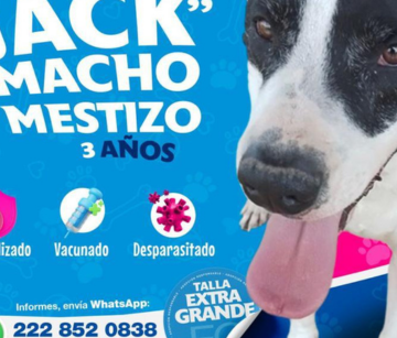 Invita el Ayuntamiento de Puebla a adoptar animales de compañía y evitar el abandono