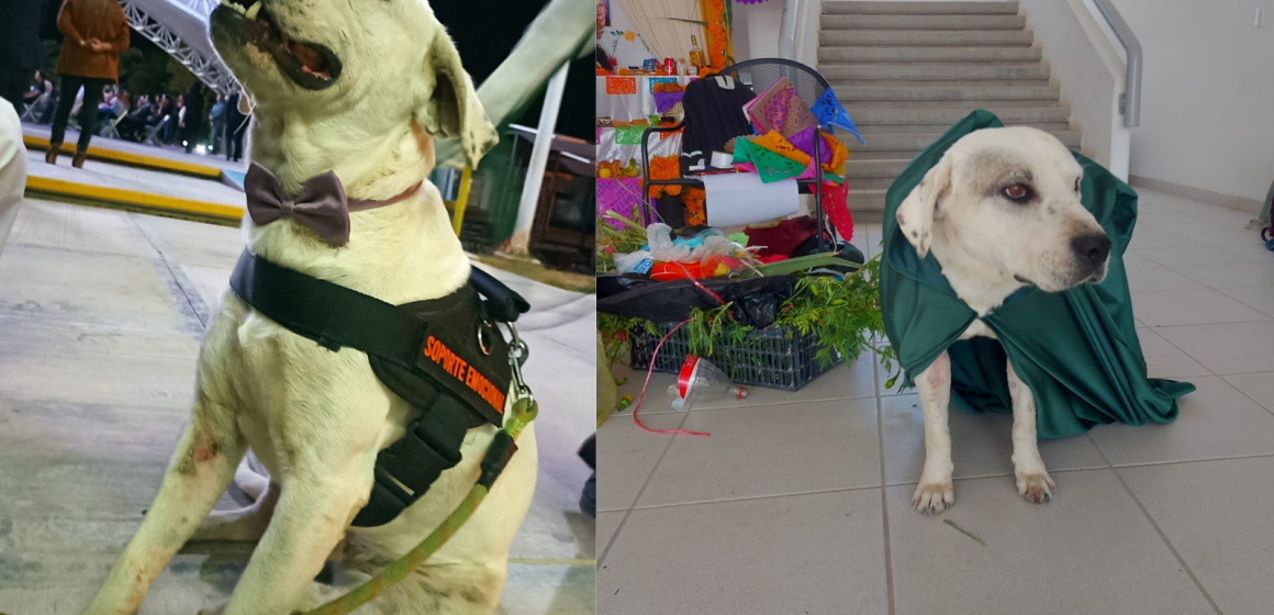 ¡Justicia para el Ingeniero!; matan a perrito adoptado por estudiantes de la Universidad de Tehuacán