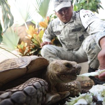 En Guerrero, Guardia Nacional localiza tortuga de tierra extraviada durante el paso del huracán Otis