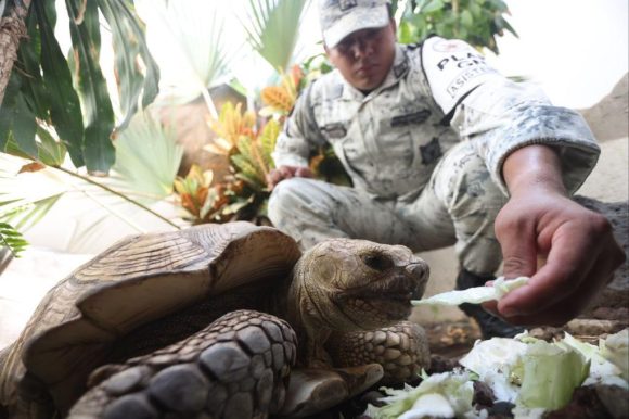 En Guerrero, Guardia Nacional localiza tortuga de tierra extraviada durante el paso del huracán Otis
