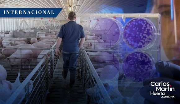 Reino Unido reporta primer caso de influenza porcina H1N2 en un humano