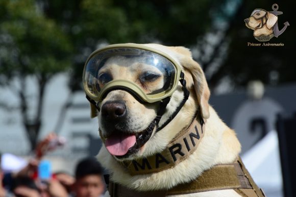 Semar realizará homenaje a perrita Frida por primer aniversario luctuoso